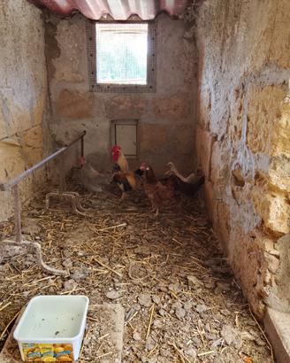 4 Galline + Gallo (nani)