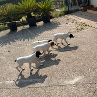 Cuccioli di pointer inglese