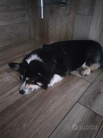 Disponibile welsh Corgi Pembroke per monta