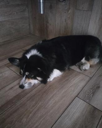 Disponibile welsh Corgi Pembroke per monta