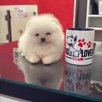 Eccellente Pomerania total white