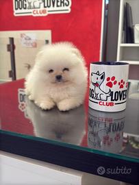 Eccellente Pomerania total white