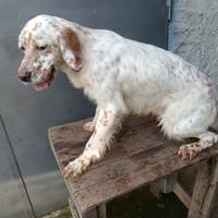 Setter inglese cucciolone