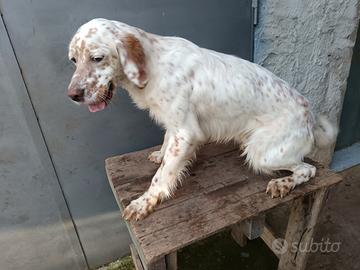 Setter inglese cucciolone