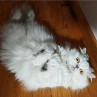 Gatto Persiano Cincillà per accoppiamento