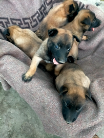 Pastore Belga Malinos