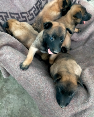 Pastore Belga Malinos