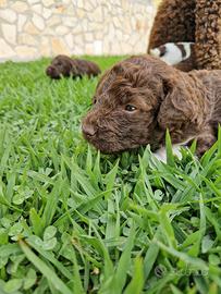 Cuccioli Lagotto Romagnolo