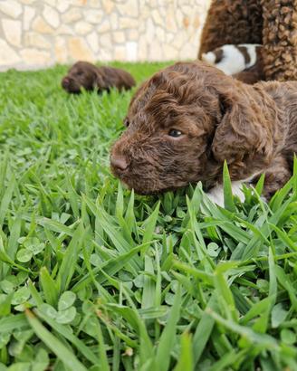Cuccioli Lagotto Romagnolo