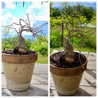 Cactus caudex pianta fiore fockea lotto fockea xxl