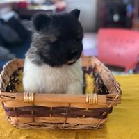 Akita Americano maschio