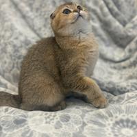 Cucciola Scottish Fold