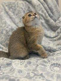 Cucciola Scottish Fold