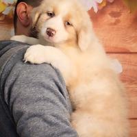 Maschio pastore australiano cucciolo pedigree