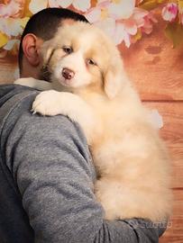 Maschio pastore australiano cucciolo pedigree