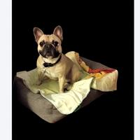 Bulldog francese per monta