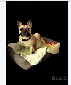 Bulldog francese per monta