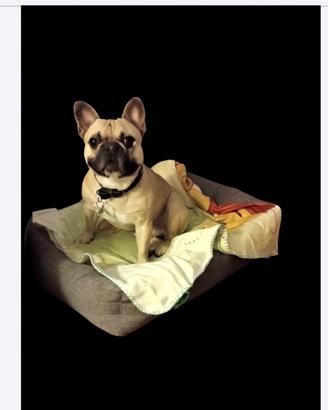 Bulldog francese per monta