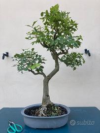 Bonsai di glicine