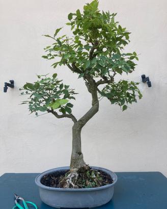 Bonsai di glicine