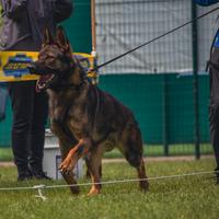 Pastore Tedesco per MONTE