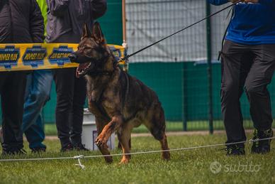 Pastore Tedesco per MONTE
