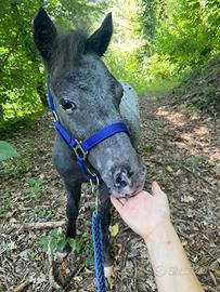 Mini pony maschio