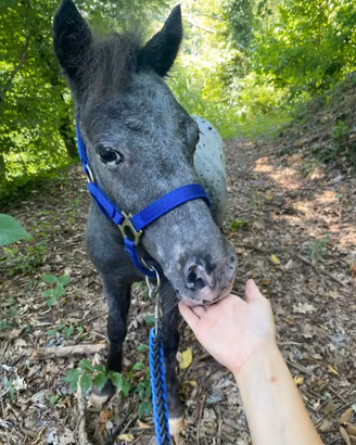 Mini pony maschio