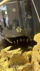 Pesci