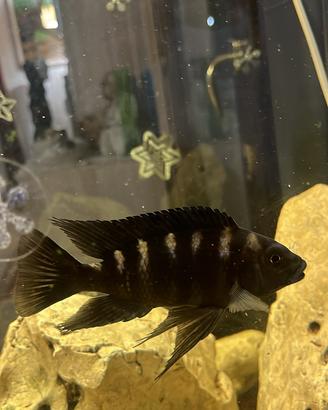 Pesci