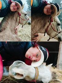 Puledro in pronta doma