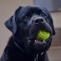 Labrador Nero per accoppiamento