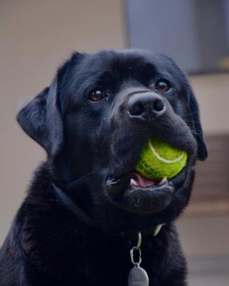 Labrador Nero per accoppiamento