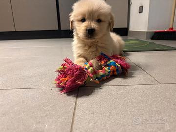 Golden retriever cuccioli