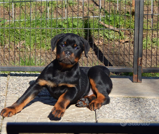 Rottweiler cucciolo