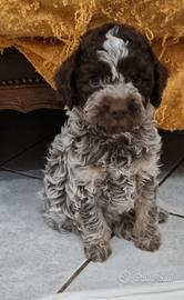 Lagotto romagnolo
