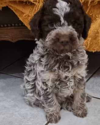 Lagotto romagnolo