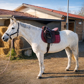 Pony irlandese di 7 anni