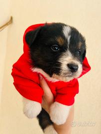 Pastore Australiano cuccioli 2 mesi