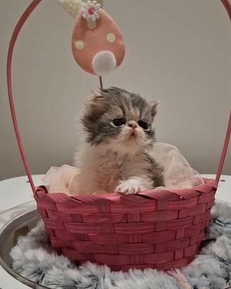 Cucciola di gatta razza persiano