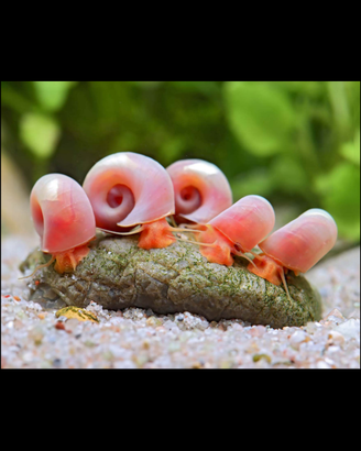 Lumache pulitrici acqua dolce