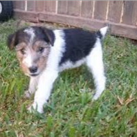 Fox terrier