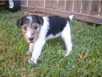 Fox terrier