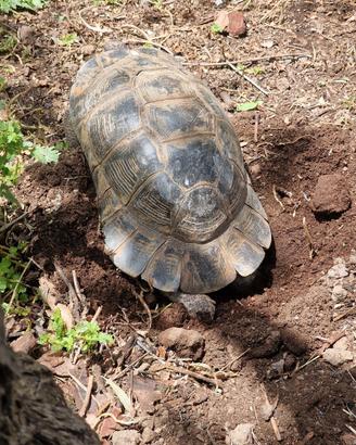 Tartaruga Marginata Sarda