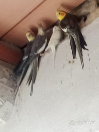 Cocorite e calopsiti ( pappagalli)