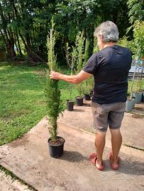 pianta cipresso cupressus totem