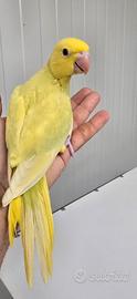 Parrocchetto dal collare pallid
