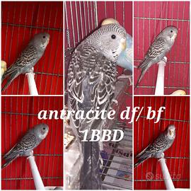 Cocorite antracite df/ bf femmina