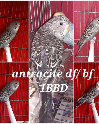 Cocorite antracite df/ bf femmina