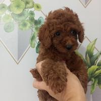 Maschio barboncino Red toy piccolo